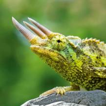 Kalendář poznámkový Ještěři 30x30cm