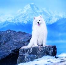 Nástěnný kalendář Dogs 30x30cm