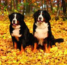 Nástěnný kalendář Dogs 30x30cm