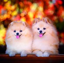 Nástěnný kalendář Dogs 30x30cm