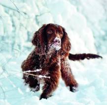 Nástěnný kalendář Dogs 30x30cm