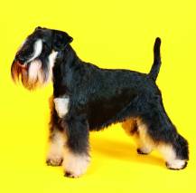 Nástěnný kalendář Dogs 30x30cm