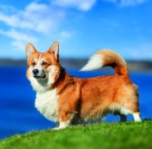 Nástěnný kalendář Dogs 30x30cm