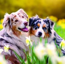 Nástěnný kalendář Dogs 30x30cm