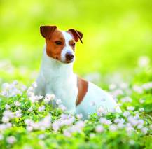 Nástěnný kalendář Dogs 30x30cm