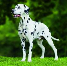 Nástěnný kalendář Dogs 30x30cm