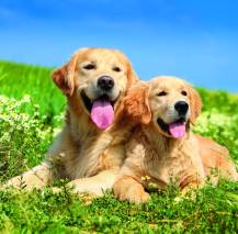 Nástěnný kalendář Dogs 30x30cm