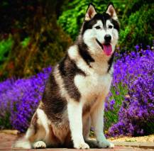 Nástěnný kalendář Dogs 30x30cm