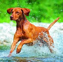 Nástěnný kalendář Dogs 30x30cm