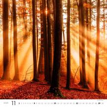 Nástěnný kalendář Forest/Wald/Les