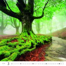 Nástěnný kalendář Forest/Wald/Les