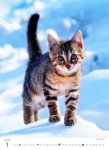 Nástěnný kalendář Kitten/Katzenbabys/Koťátka