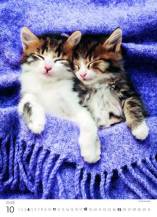 Nástěnný kalendář Kitten/Katzenbabys/Koťátka