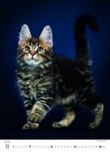 Nástěnný kalendář Kitten/Katzenbabys/Koťátka