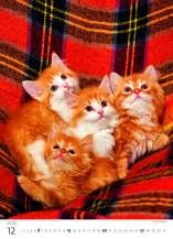 Nástěnný kalendář Kitten/Katzenbabys/Koťátka