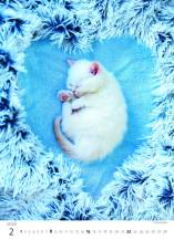Nástěnný kalendář Kitten/Katzenbabys/Koťátka