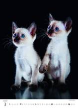 Nástěnný kalendář Kitten/Katzenbabys/Koťátka
