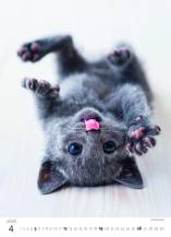 Nástěnný kalendář Kitten/Katzenbabys/Koťátka
