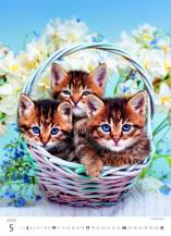 Nástěnný kalendář Kitten/Katzenbabys/Koťátka