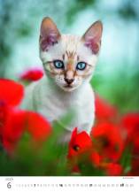 Nástěnný kalendář Kitten/Katzenbabys/Koťátka