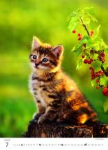 Nástěnný kalendář Kitten/Katzenbabys/Koťátka