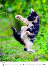 Nástěnný kalendář Kitten/Katzenbabys/Koťátka