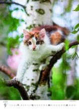 Nástěnný kalendář Kitten/Katzenbabys/Koťátka