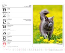 Stolní kalendář MiniMax Kočičky/Mačičky